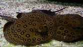 Potamotrygon motoro - Tijgerrog